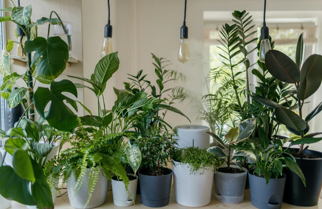 plantes interieur