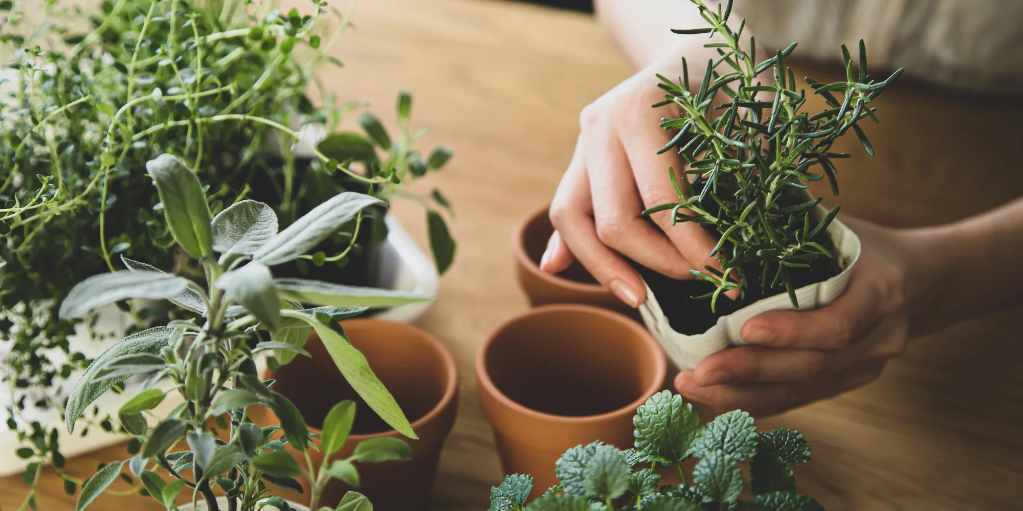 plantes et fleurs comestibles