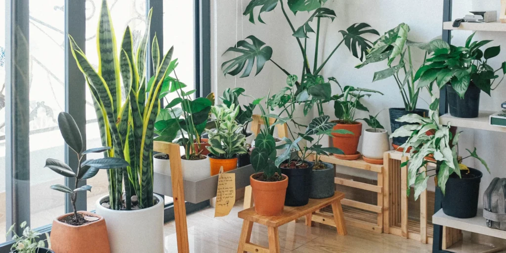 plantes qui rafraichissent intérieur