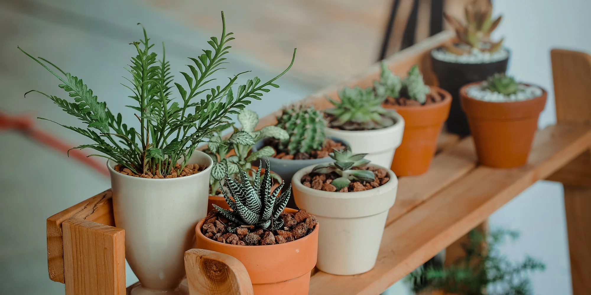 plantes toxiques intérieur