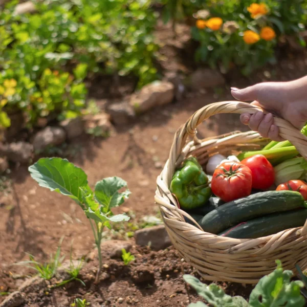 planter et semer au jardin au mois de septembre