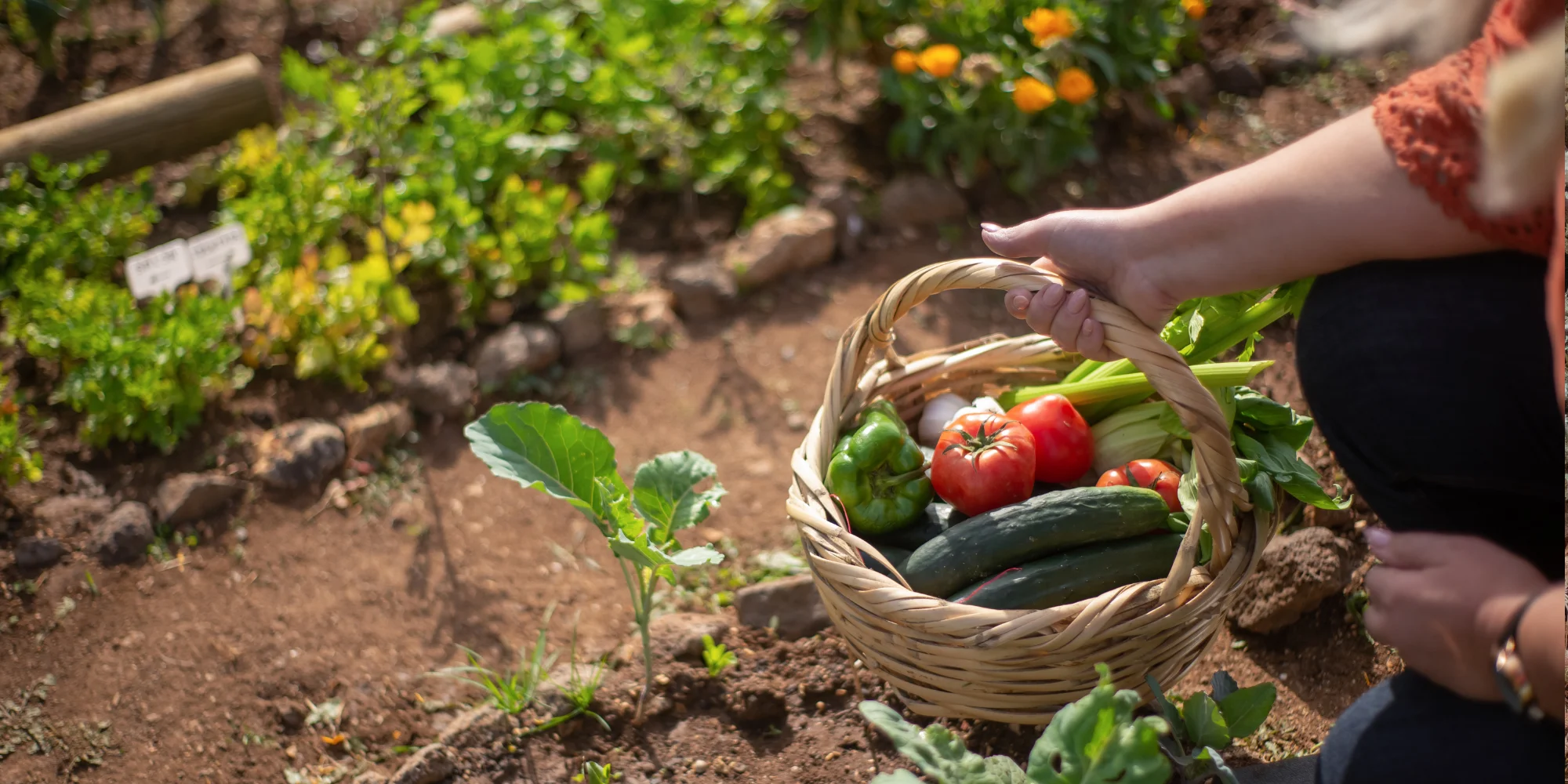 planter et semer au jardin au mois de septembre